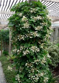 Schizophragma faux hortensia